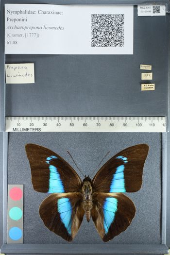 Media type: image;   Entomology 163499